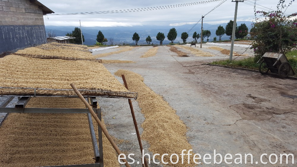 Granos de café verde chino yunnan, pantalla 14 arriba, tipo arábica